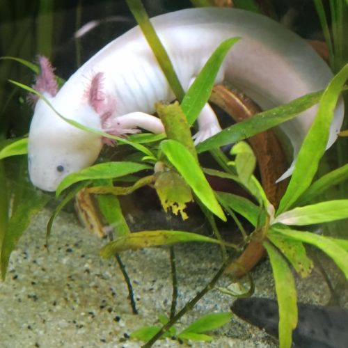 Axolotl mâle leucitique #1