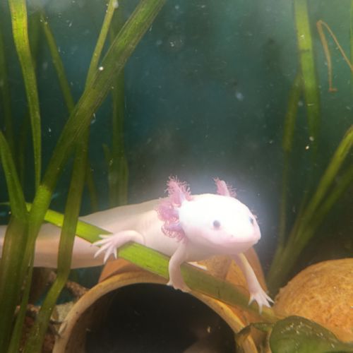 Axolotl mâle leucitique #2