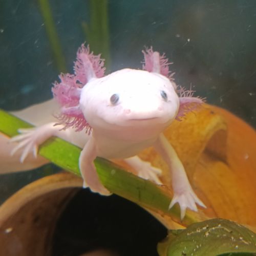 Axolotl mâle leucitique #0