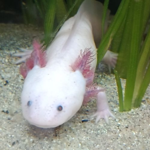Axolotl mâle leucitique #4