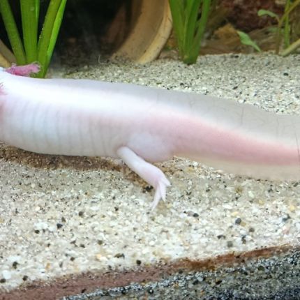Axolotl mâle leucitique #5