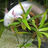 Axolotl mâle leucitique #1