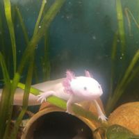 Axolotl mâle leucitique #2