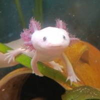 Axolotl mâle leucitique