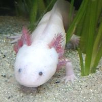 Axolotl mâle leucitique #4