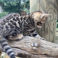 Chaton bengal loof à réserver