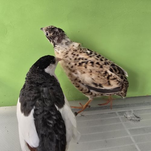 Couples et jeunes #1