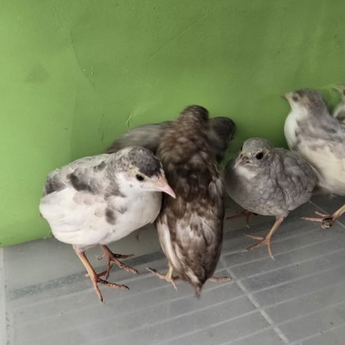 Couples et jeunes #3