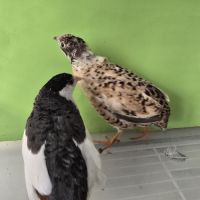 Couples et jeunes #1