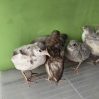 Couples et jeunes #3