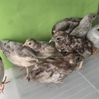 Couples et jeunes #4