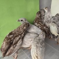 Couples et jeunes #5