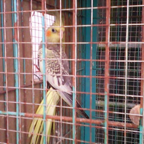 Calopsitte perlée #2