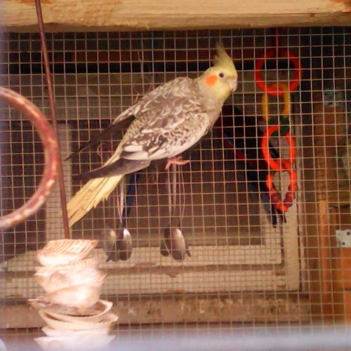 Calopsitte perlée #2