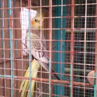 Calopsitte perlée #2