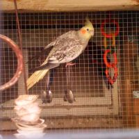 Calopsitte perlée #2