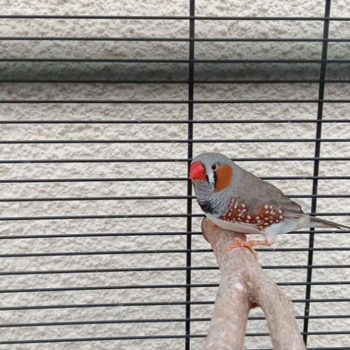 Mandarin adorable compagnie