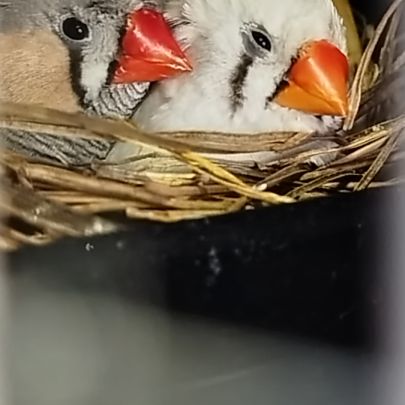 Mandarin adorable compagnie #2