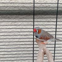 Mandarin adorable compagnie #0