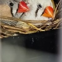 Mandarin adorable compagnie #2