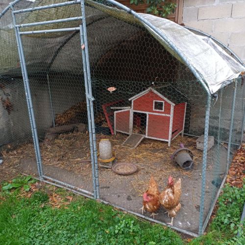 Grande cage et 2 poules