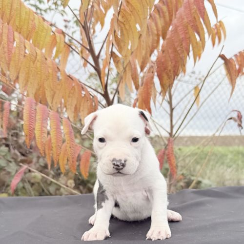 Splendide chiot american staff