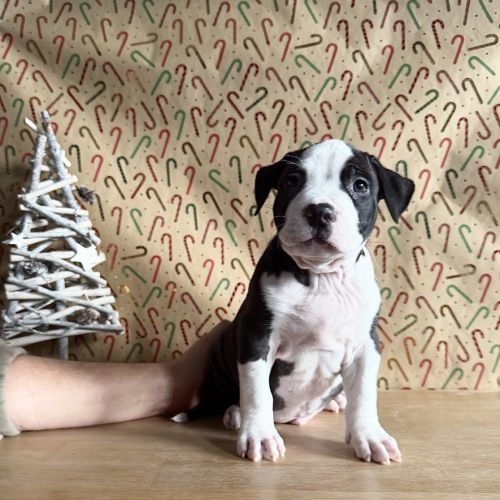 Splendide chiot american staff #3