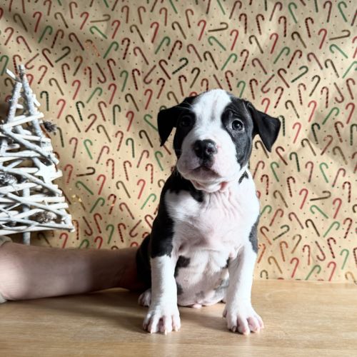 Splendide chiot american staff #4