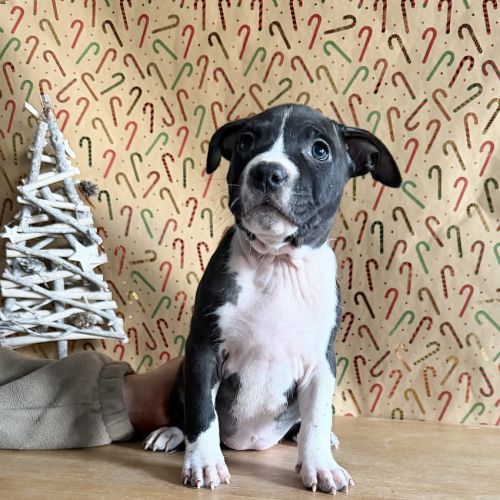 Splendide chiot american staff #5