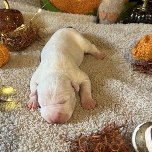 Splendide chiot american staff #2