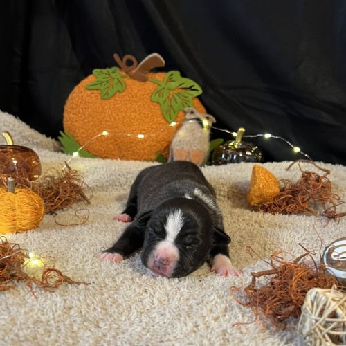 Splendide chiot american staff #6