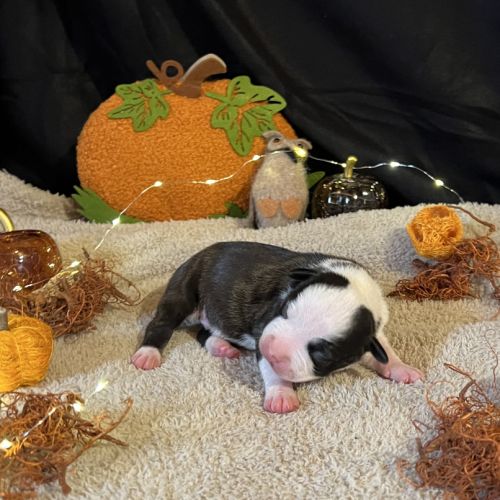 Splendide chiot american staff #7