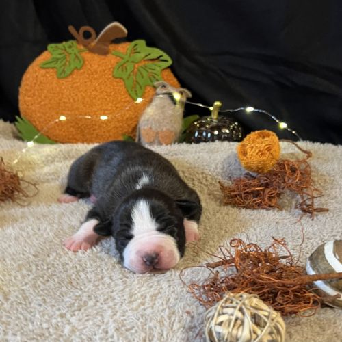 Splendide chiot american staff