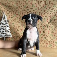 Splendide chiot american staff #1