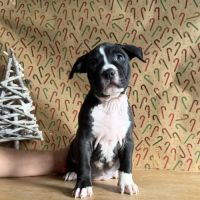 Splendide chiot american staff #2