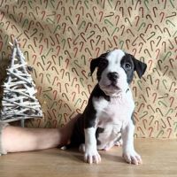 Splendide chiot american staff #3