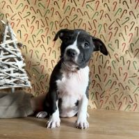 Splendide chiot american staff