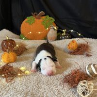 Splendide chiot american staff #1