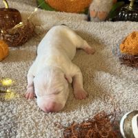 Splendide chiot american staff #2