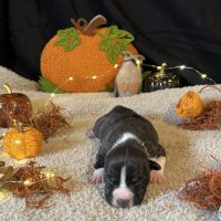 Splendide chiot american staff #3