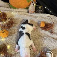 Splendide chiot american staff #4