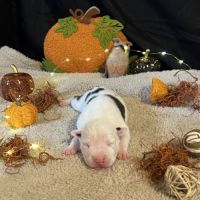 Splendide chiot american staff #5