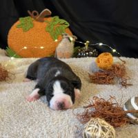 Splendide chiot american staff #0