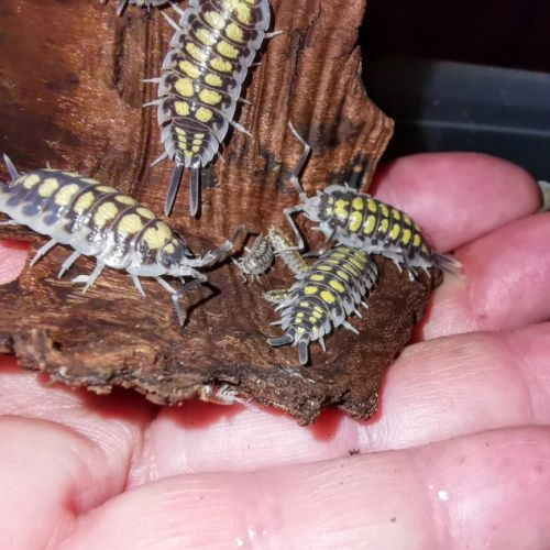 Isopodes porcellios