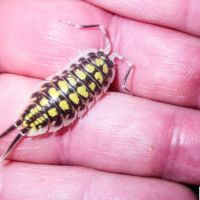 Isopodes porcellios #1