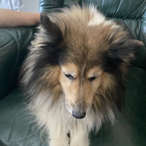 Donne joli-cœur de shetland pour retraite paisible #1