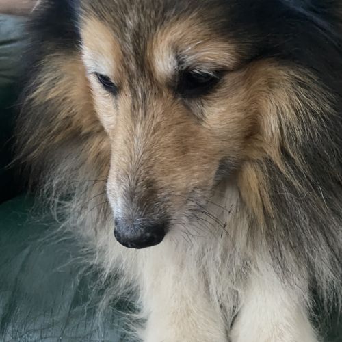 Donne joli-cœur de shetland pour retraite paisible #2