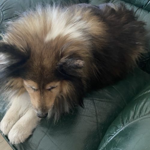 Donne joli-cœur de shetland pour retraite paisible