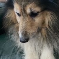 Donne joli-cœur de shetland pour retraite paisible #2