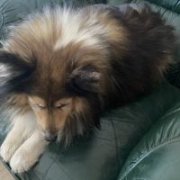 Donne joli-cœur de shetland pour retraite paisible #0